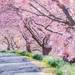 今年のお花見はもう決めた?伊豆のおすすめ桜スポット6選