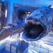 海底の神秘、深海魚に会える水族館5選