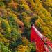 紅葉シーズンに訪れたい!絶景の黒部峡谷トロッコ電車をご紹介♪