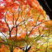 秋の京都の攻略法!混雑を避けて京都の紅葉絶景を見る6ヶ条