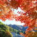紅葉×温泉は最高の組み合わせ!温泉地が近い東日本の紅葉名所5選