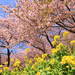 写真の撮り方も要チェック!一足早く春を感じられる河津桜のおすすめスポット