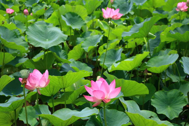 photo by author (76460)