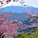 色とりどりの花の絶景を見に出かけませんか?