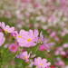 秋の花の代表コスモス!コスモスの写真を撮りに行こう♪