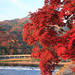 京都の秋の紅葉狩り・紅葉旅行特集2018