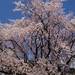 自信を持っておすすめできる東京都内の桜名所7選