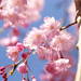 桜のシャワーを浴びに行こう♪ 一生に一度は見たいしだれ桜10選