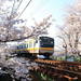 青春18きっぷで行ける!JRの駅から歩いて行ける関東のおすすめ桜名所10選