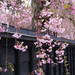 今年は絶対満開の桜を見たい!東北三大桜を見に行くには?