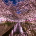 関東で桜を見るならここ!おすすめお花見スポット10選