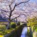 関西で桜を見るならここ!おすすめお花見スポット10選
