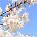 桜満開の前に要チェック!桜写真どうやって撮る?カメラ女子おすすめの撮り方